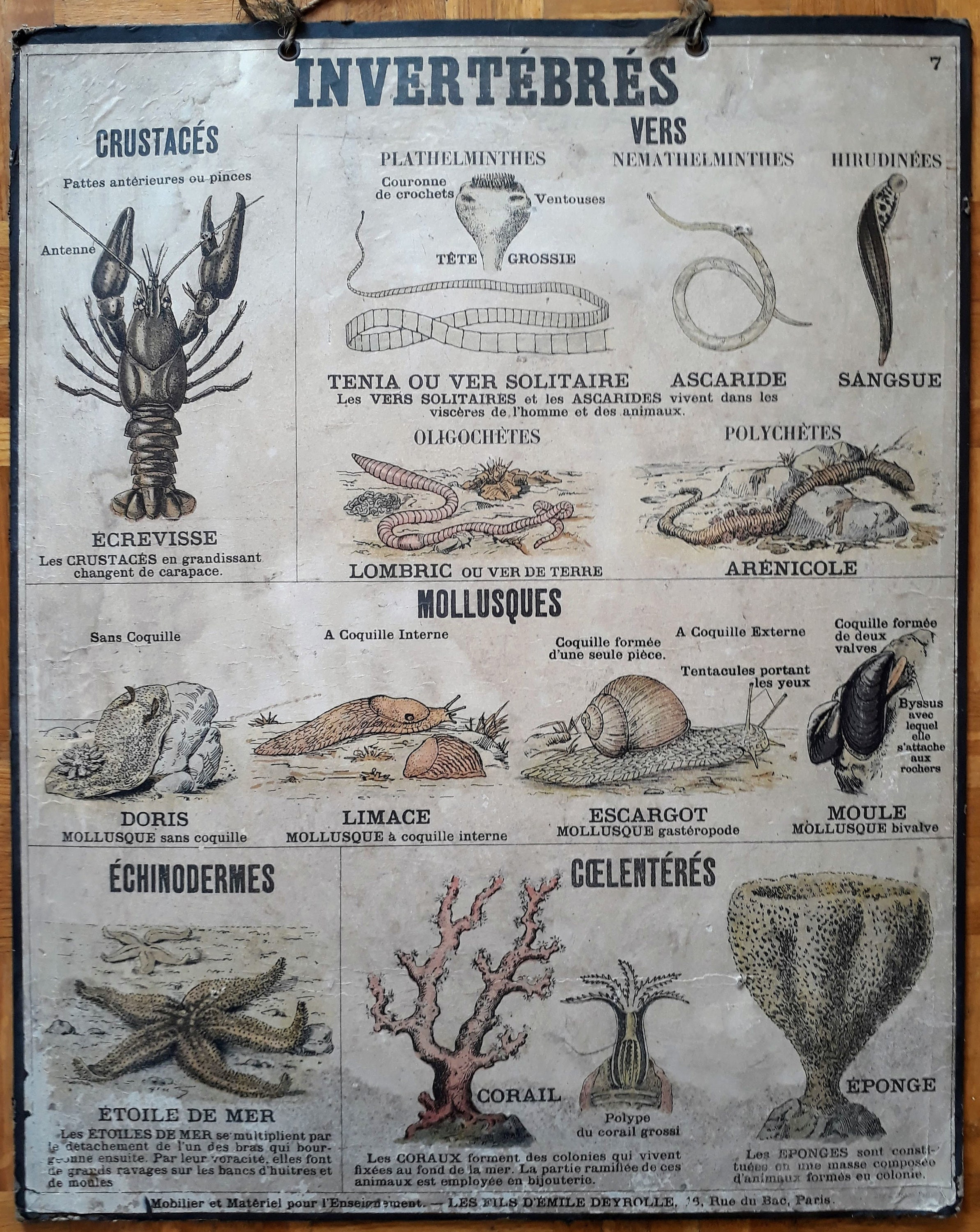 Invertébrès | Crustacés, Mollusques..., Intervebrates | Shellfish, Mollusks - Ancienne Affiche Scola