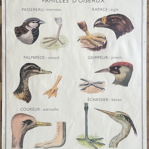 Vögel, Schlangen - Altes Schulplakat Rossignol Tiere 11-12, 1950 - Altes Schulplakat