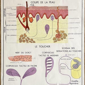 Menschlicher Körper: Haut, Nerven - Altes Schulplakat Rossignol Sciences 17-18, 1950 - Altes Schulplakat