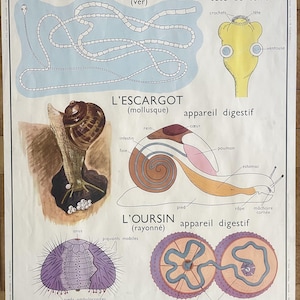 Schnecke, Klassifizierung / Schnecke, Seeigel - Altes Schulplakat Rossignol Tiere 17-18, 1950 - Altes Schulplakat