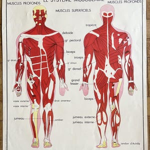 Menschlicher Körper: Muskeln, Gehirn / Menschlicher Körper, Gehirn, Haut - Altes Schulplakat Rossignol Sciences 15-16, 1950 - Altes Schulplakat