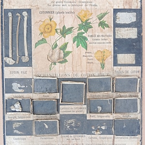 Piante, cotone / Piante, cotone - Poster della scuola molto vecchia Deyrolle (Monnaie), 1860 - Poster della scuola molto vecchia