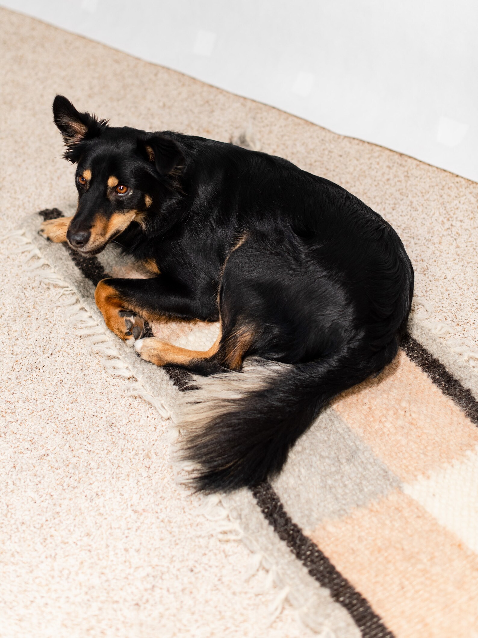 Wool Pet Mat Rug Dog Carpet Pet Rug Runner Woolen Pad Dog Bed Etsy