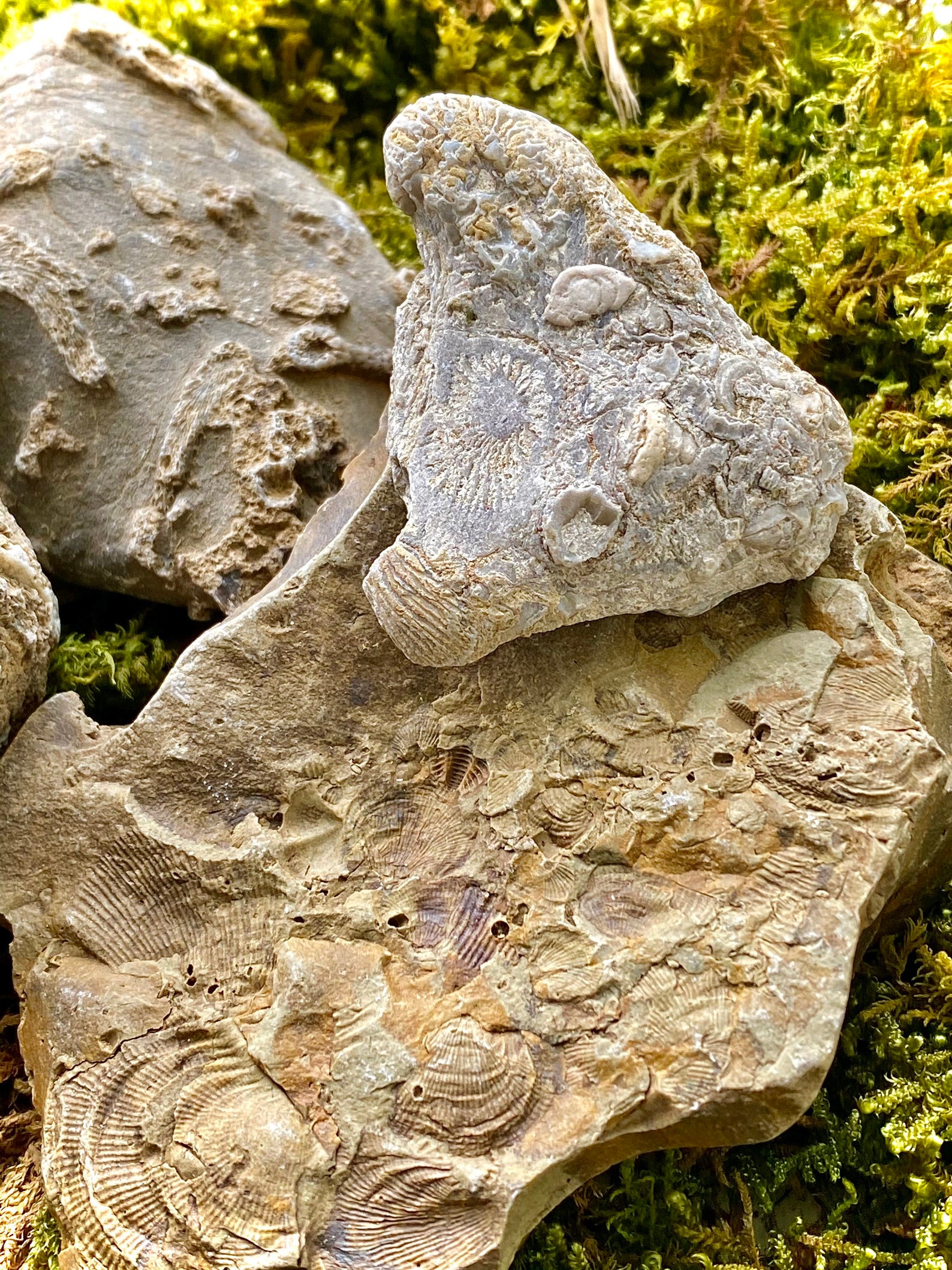 Set of 5 Authentic Fossils Etsy