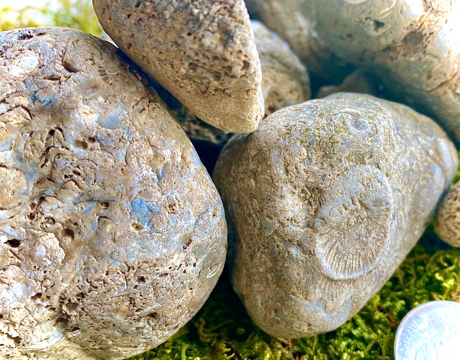 9 Piece Authentic Ohio River Rock Fossils Opalized Crystals Etsy