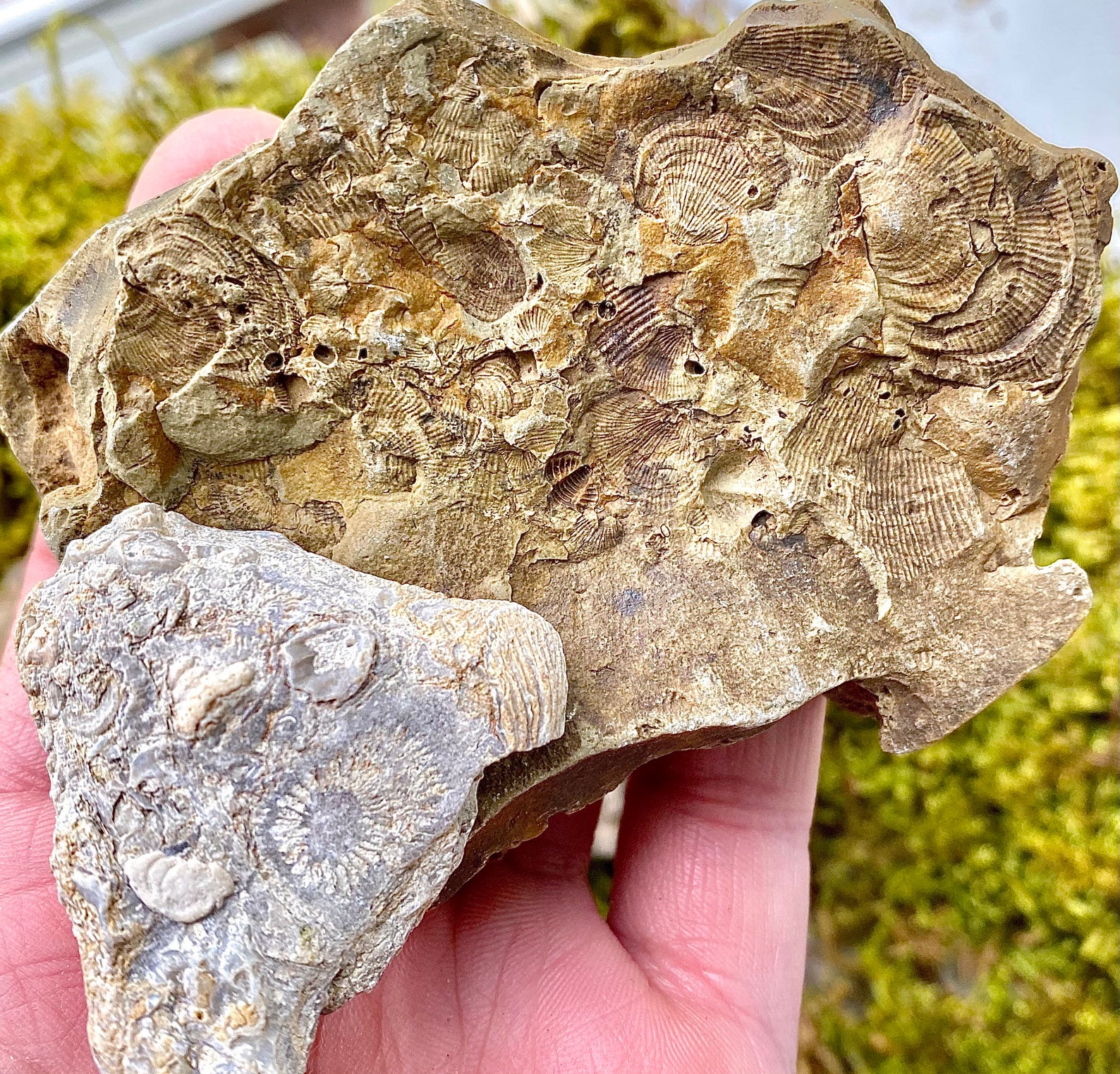 Set of 5 Authentic Fossils Etsy