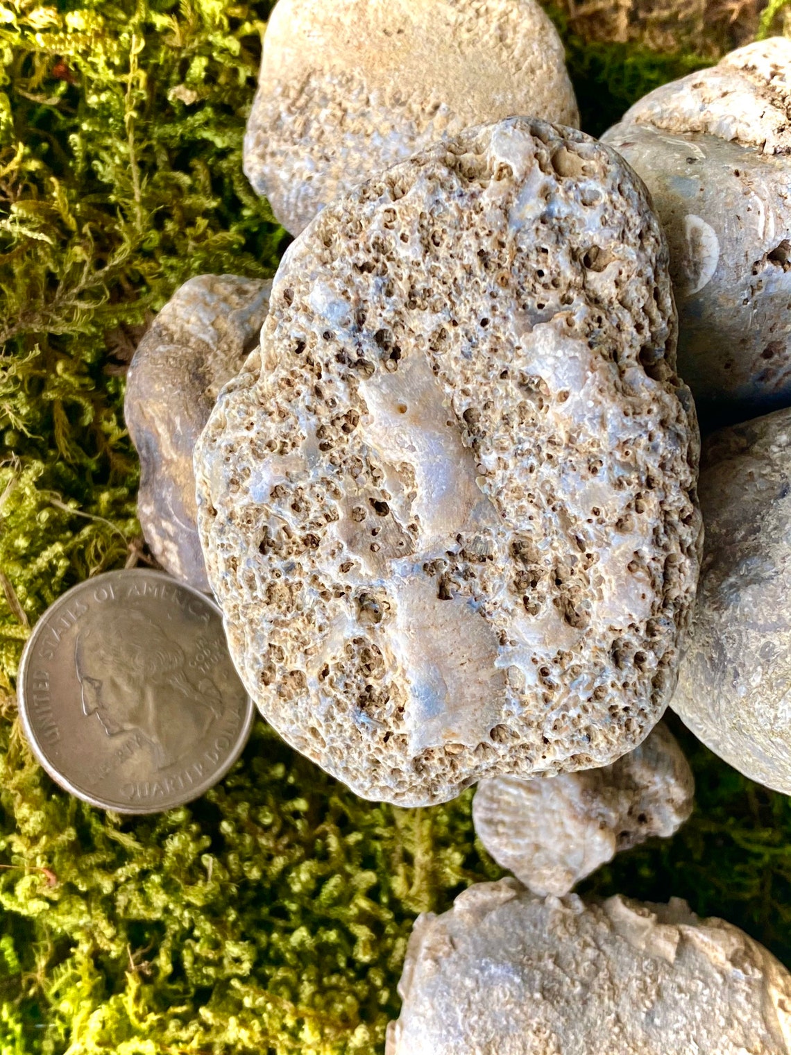 9 Piece Authentic Ohio River Rock Fossils Opalized Crystals Etsy