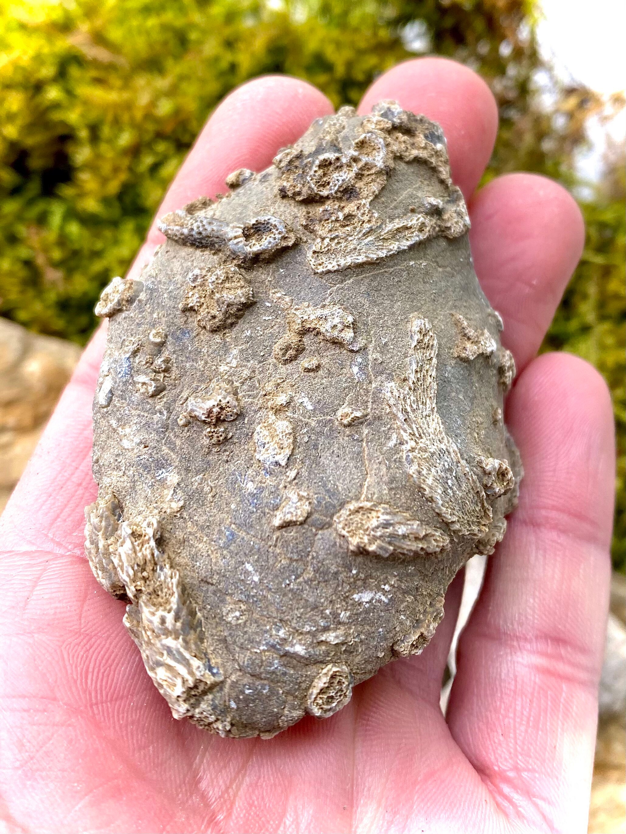 Set of 5 Authentic Fossils Etsy