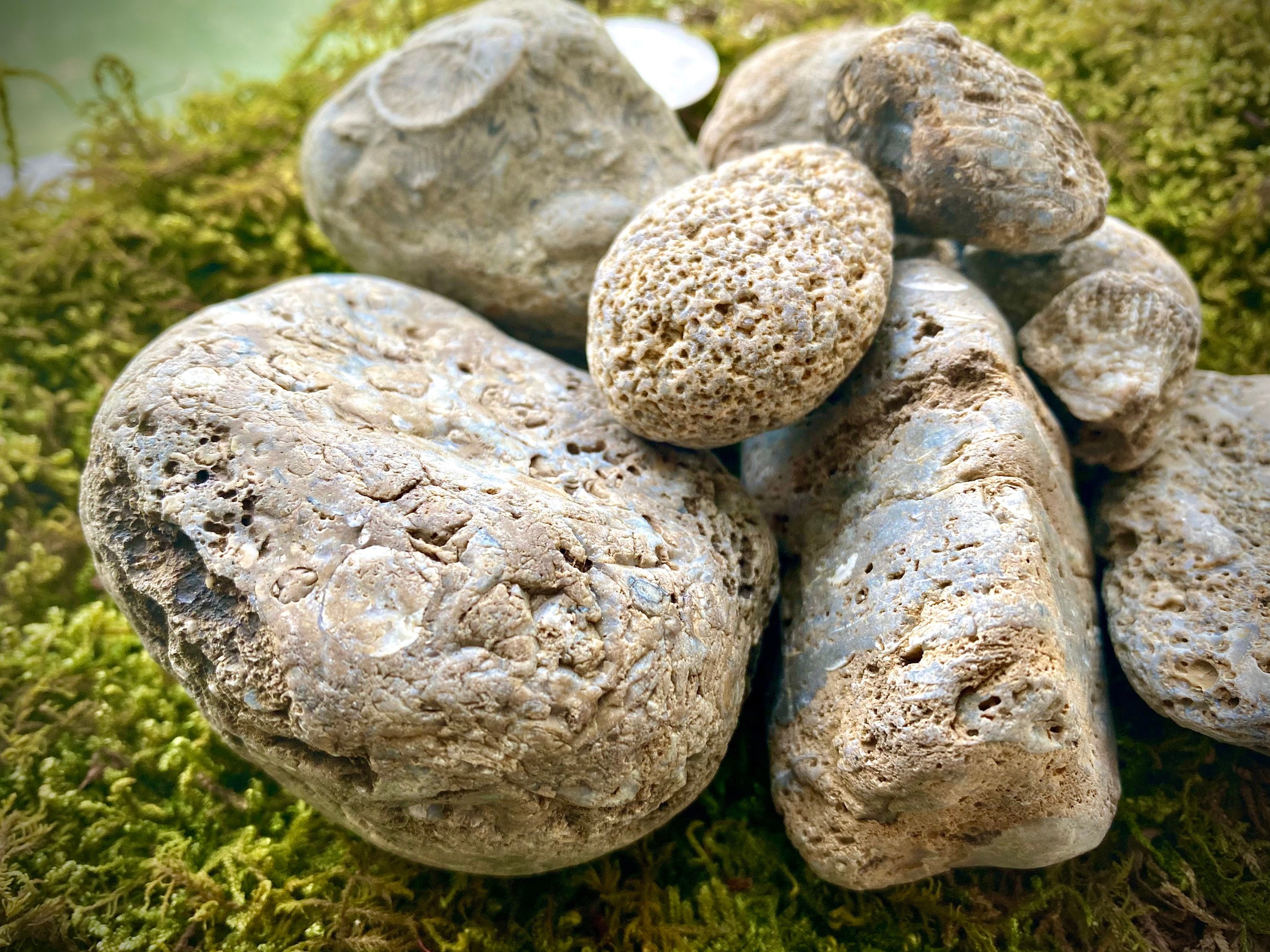 9 Piece Authentic Ohio River Rock Fossils Opalized Crystals Etsy