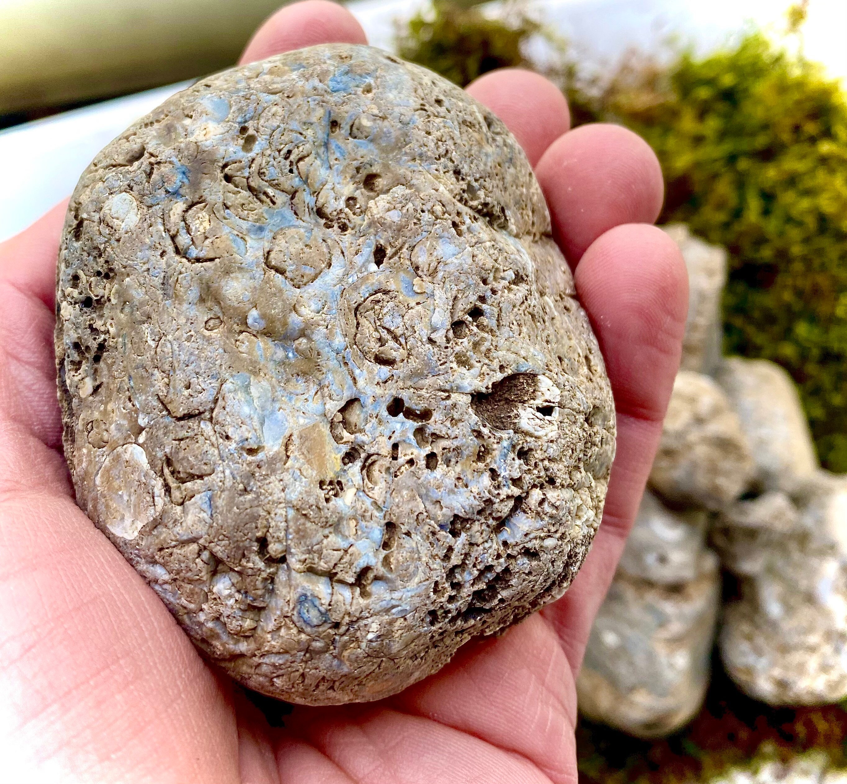 9 Piece Authentic Ohio River Rock Fossils Opalized Crystals Etsy