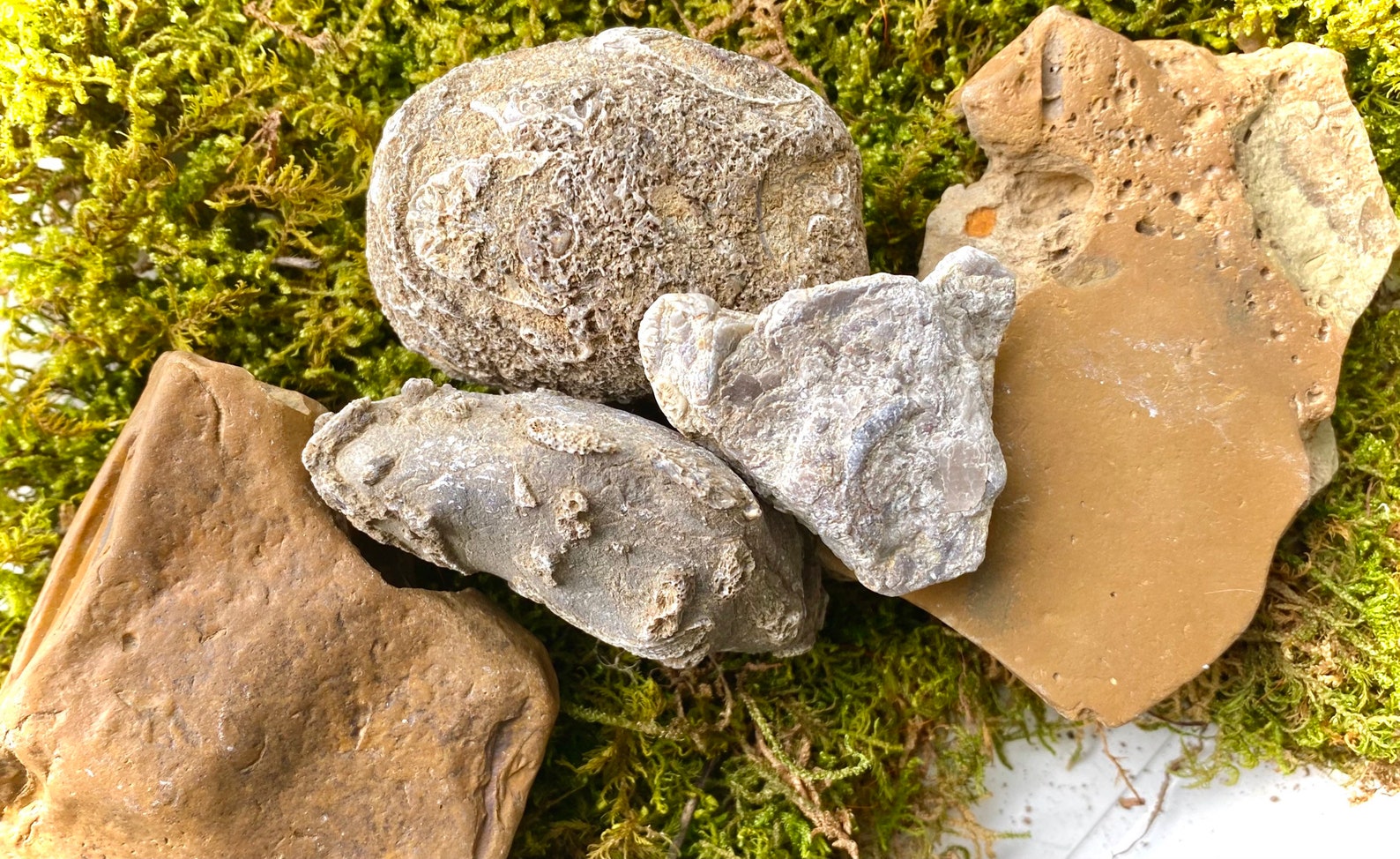 authentic dinosaur fossils