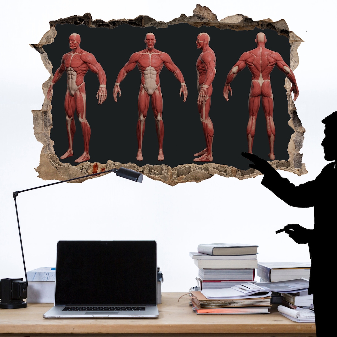 Human Anatomy Medical Educational Wall Sticker Art Poster Mural ... Biology Diagrams