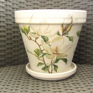 Blumentopf mit wunderschönen weißen Magnolien