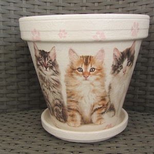 Six super cute kittens on a flowerpot