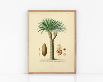 Zamia secca 6 Semi-Palma di cartone cycadophyta