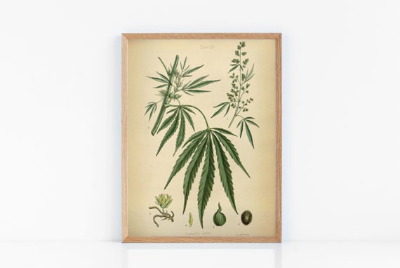 Cannabis Sativa Marijuana Hemp Posters 12 Print Set Botanical Art Print