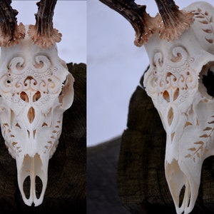 Crânio de veado esculpido com chifres: decoração para casa gravada