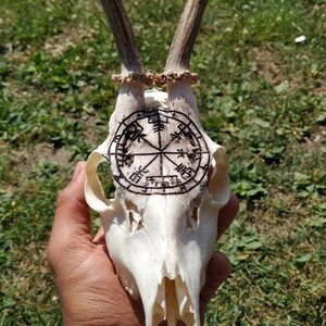 Puede incluir: Un cr&aacute;neo de ciervo con cuernos, con un dise&ntilde;o quemado de una rosa de los vientos. El cr&aacute;neo es blanquecino, con el dise&ntilde;o de la rosa de los vientos en negro. Los cuernos son de color marr&oacute;n claro. El cr&aacute;neo se sostiene en una mano.