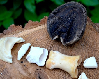 Genuine Pony Hoof & Bones Set – Ethically Sourced Natural Specimen perfect present, for skull/nature lover GIFT