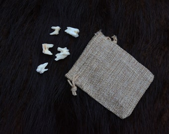5x Roe deer TEETH | Clean and WHITE (Capreolus capreolus) For crafts decoration witchcraft teeth jewelery present Oddity