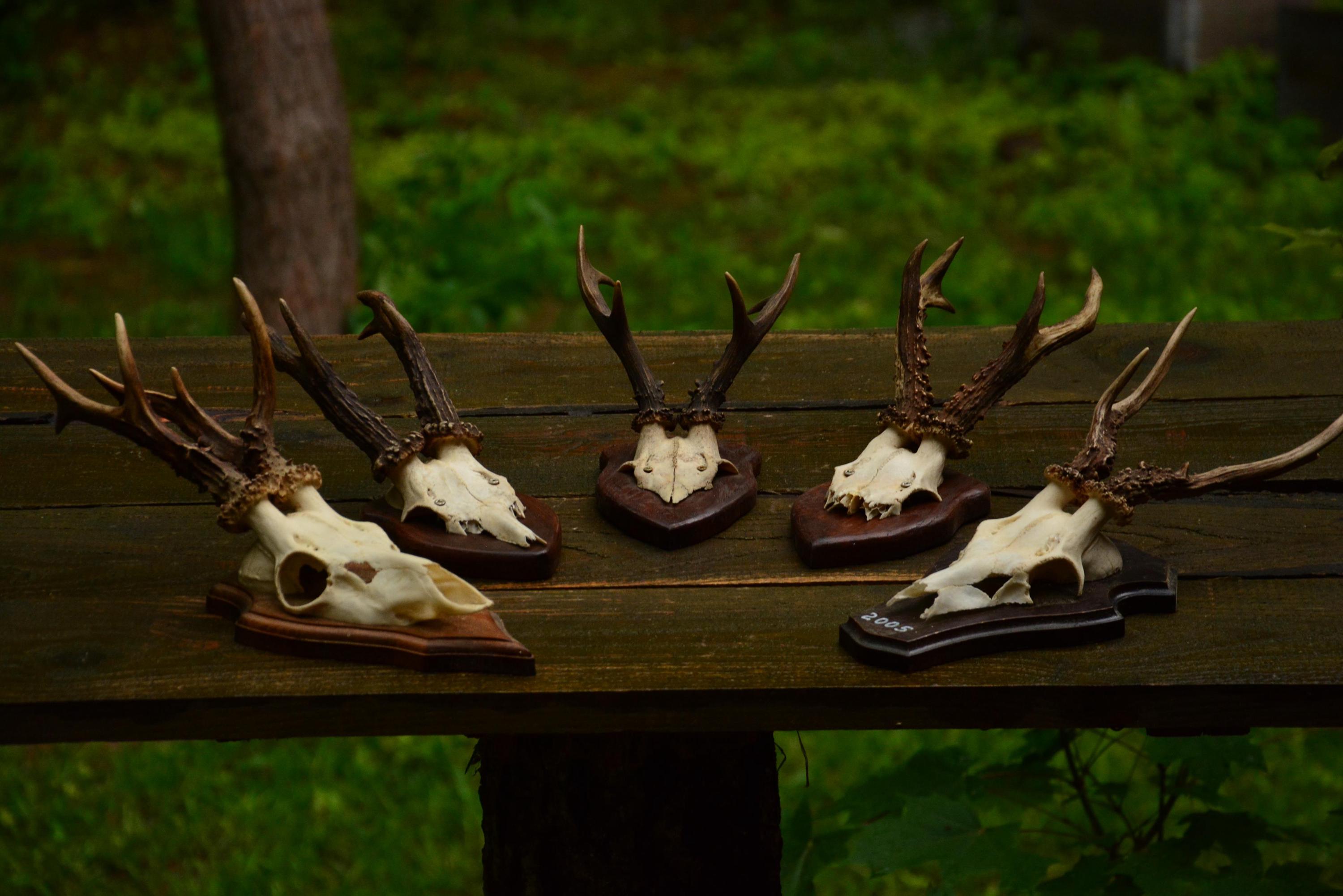 木の板に載せられた、枝角のあるノロジカの頭蓋骨（ヴィンテージ