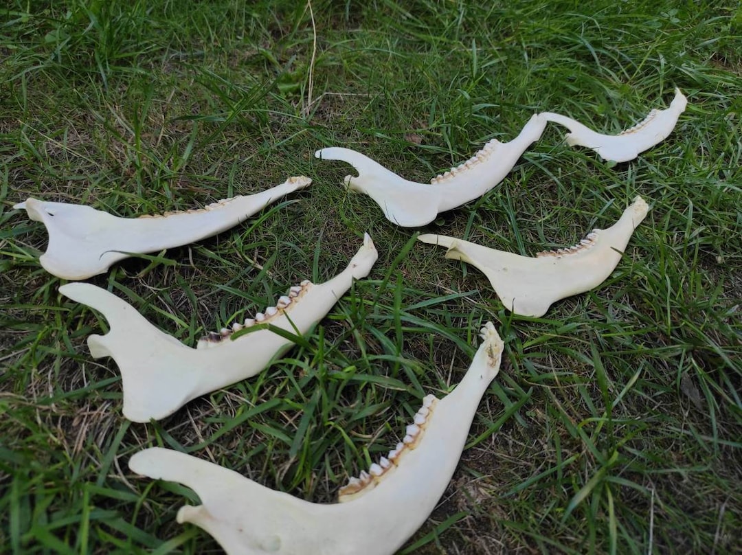 European Roe Deer Jaw Bone PRICE PER PIECE (capreolus Capreolus