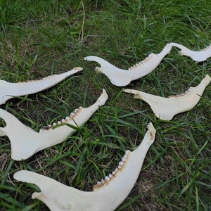 European Roe deer jaw bone | PRICE PER PIECE (Capreolus capreolus) Lower skull part | jaw-bone Craft Grade