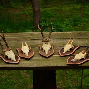 Rustic Roe Deer Skull | Real Bone Skull for Home Wall Decor | European Wildlife | Authentic Forest Sourced | Unique Farmhouse Accent
