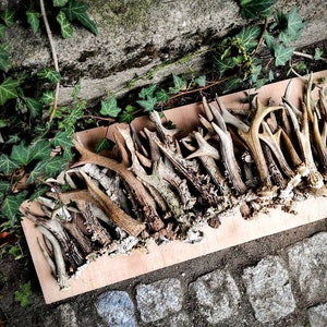 May include: A collection of light brown and white deer antlers arranged on a wooden surface. The antlers are various sizes and shapes, with some having a smooth finish and others having a rougher texture.