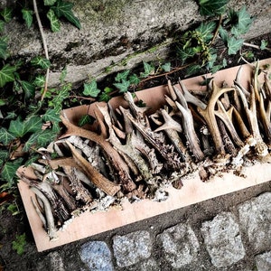 RANDOM SINGLE ANTLER *Found in the forest* White roe deer antler shed - randomly chosen - price per piece Natural Shed/cut from skull