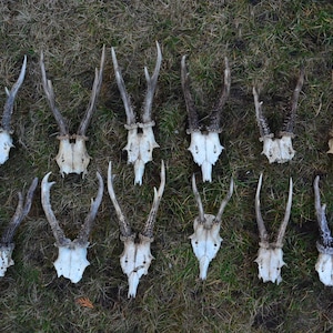 Random Roe Deer Skull, Antlers, Natural European Wildlife Trophy, VIKING decoration, western decor, home decor, vintage style