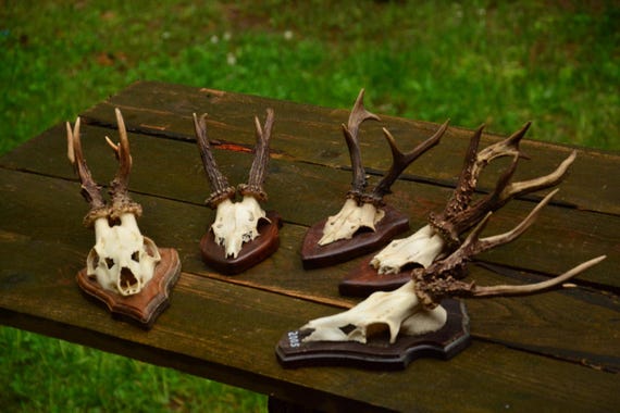 Vintage Roe Deer Skull With Antlers, Mounted on Wooden Plaque - Etsy