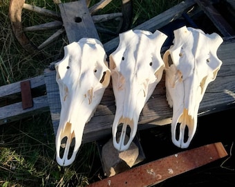 Véritable crâne de cerf des Carpates, vrai crâne, crâne de cerf sans bois, cerf rouge européen, ensemble cadeau, rare énorme, sculpture de crâne possible