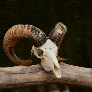 Huge RAM Skull, natural skull, real animal skull, natural product, wall decoration, home decor, ram horns, goat skull, gift for her, present