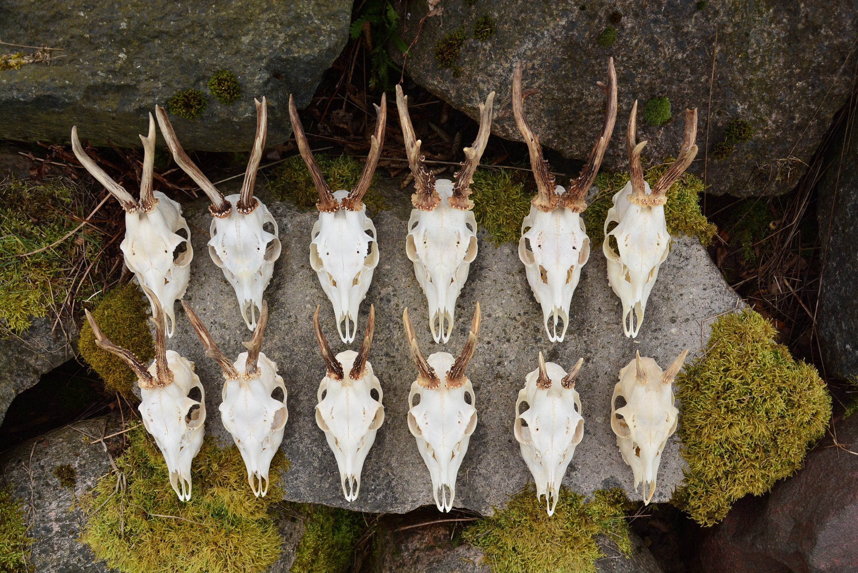 RANDOM SKULL European Roe deer skulls - New arrivals - PERFECT White - present, gift or home decoration