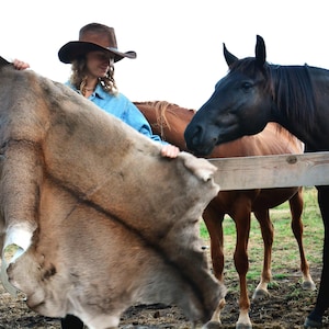 May include: A large, tanned animal hide is held up near a wooden fence, with two horses in the background. The hide is a light brown color with a textured surface. A person wearing a cowboy hat and a blue shirt is holding the hide.