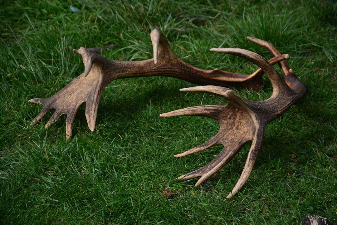 Antler il_1080xN.5894143718_n3i7.jpg