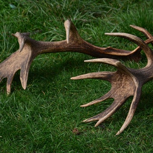 3x RECORD ANTLERS - Lower price until New Year's!! Huge red deer pair | TROPHAE Very rare | By EchoesOfForest