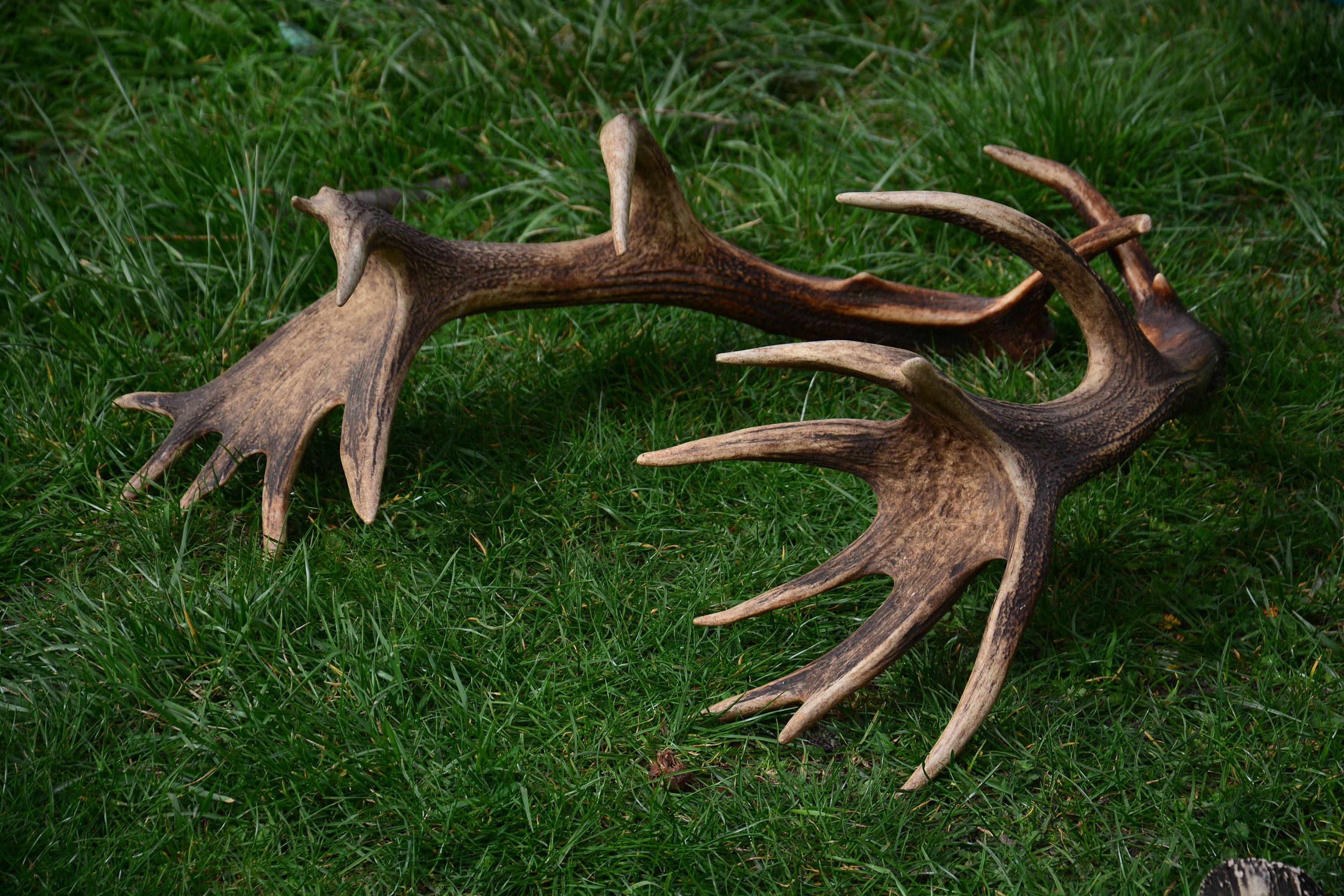 3x RECORD ANTLERS Lower Price Until New Year s Huge Red Deer Pair TROPHAE Very Rare by Echoesofforest Etsy