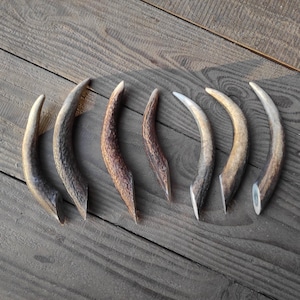 以下が含まれることがあります： 木製の表面に、鹿の角と思われる、湾曲した角の破片が8つ並んでいます。角の破片はすべてサイズと形が異なりますが、すべて似たような薄い茶色をしています。