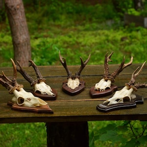 VINTAGE! Roe Deer skull, Plain, deer skull with antler, mounted to a wooden plaque, hunting trophy, perfect gift, present set