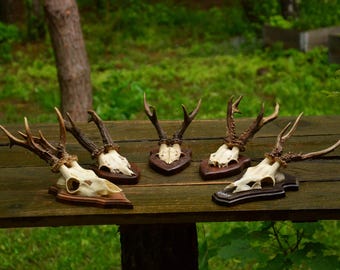 Engraved Deer Skull With Antlers: Triple Moon Design, Forest Decor