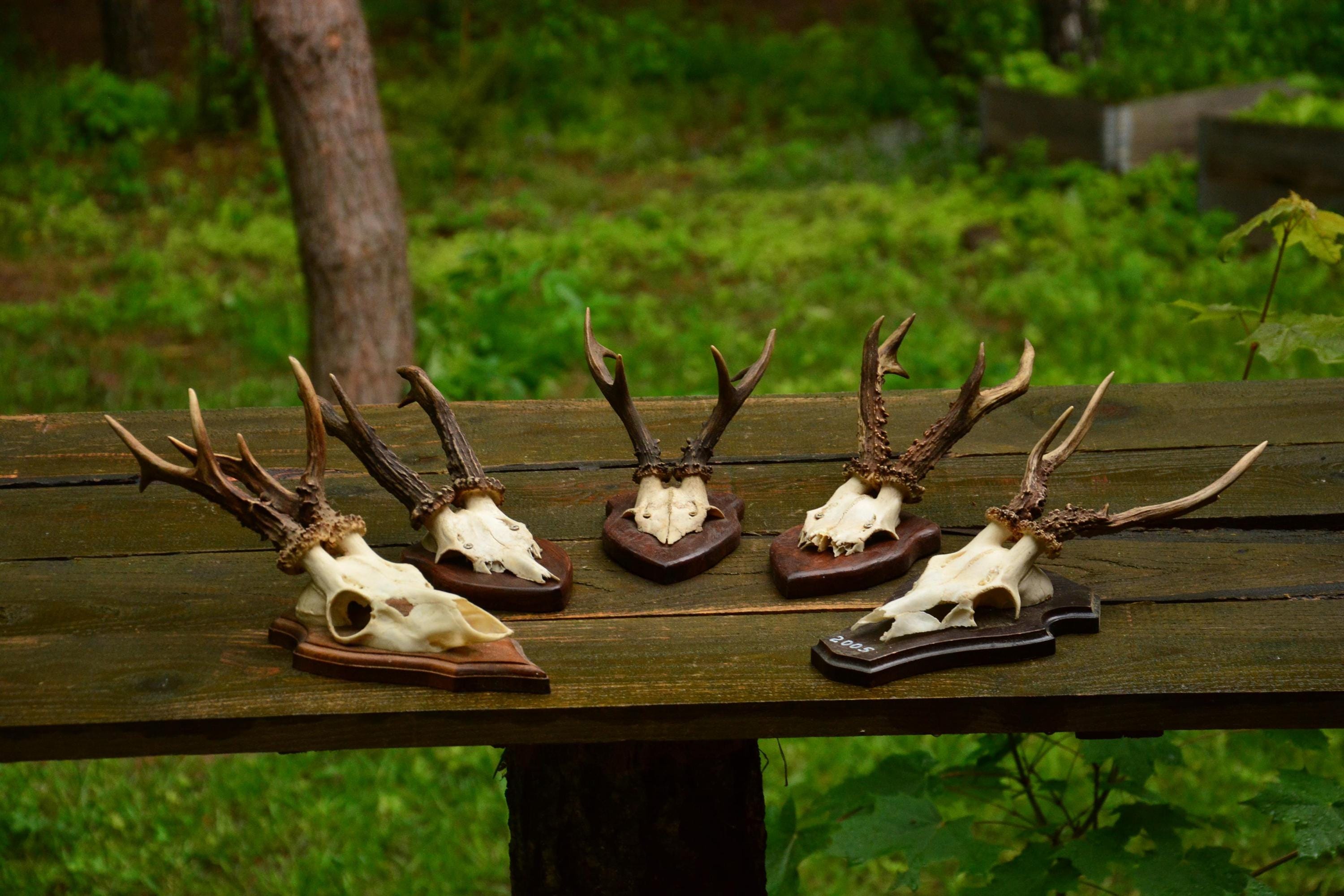 木の板に載せられた、枝角のあるノロジカの頭蓋骨（ヴィンテージ