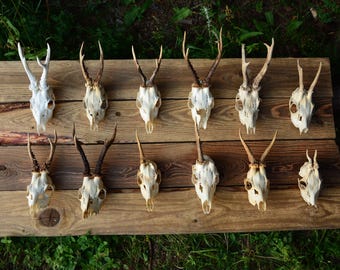 Real Roe Deer Skull: Gothic Cabin Decor, Bone Art Oddity