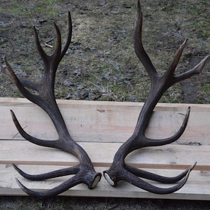 Red Deer Antlers: Natural Sheds, Black Monterous Bull, Home Decor
