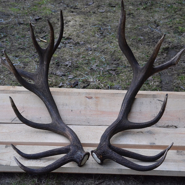 Aus Privatsammlung | Monterös BULL | Echtes Rotwild Abwurfgeweih (Cervus elaphus) Naturschuppen SCHWARZ