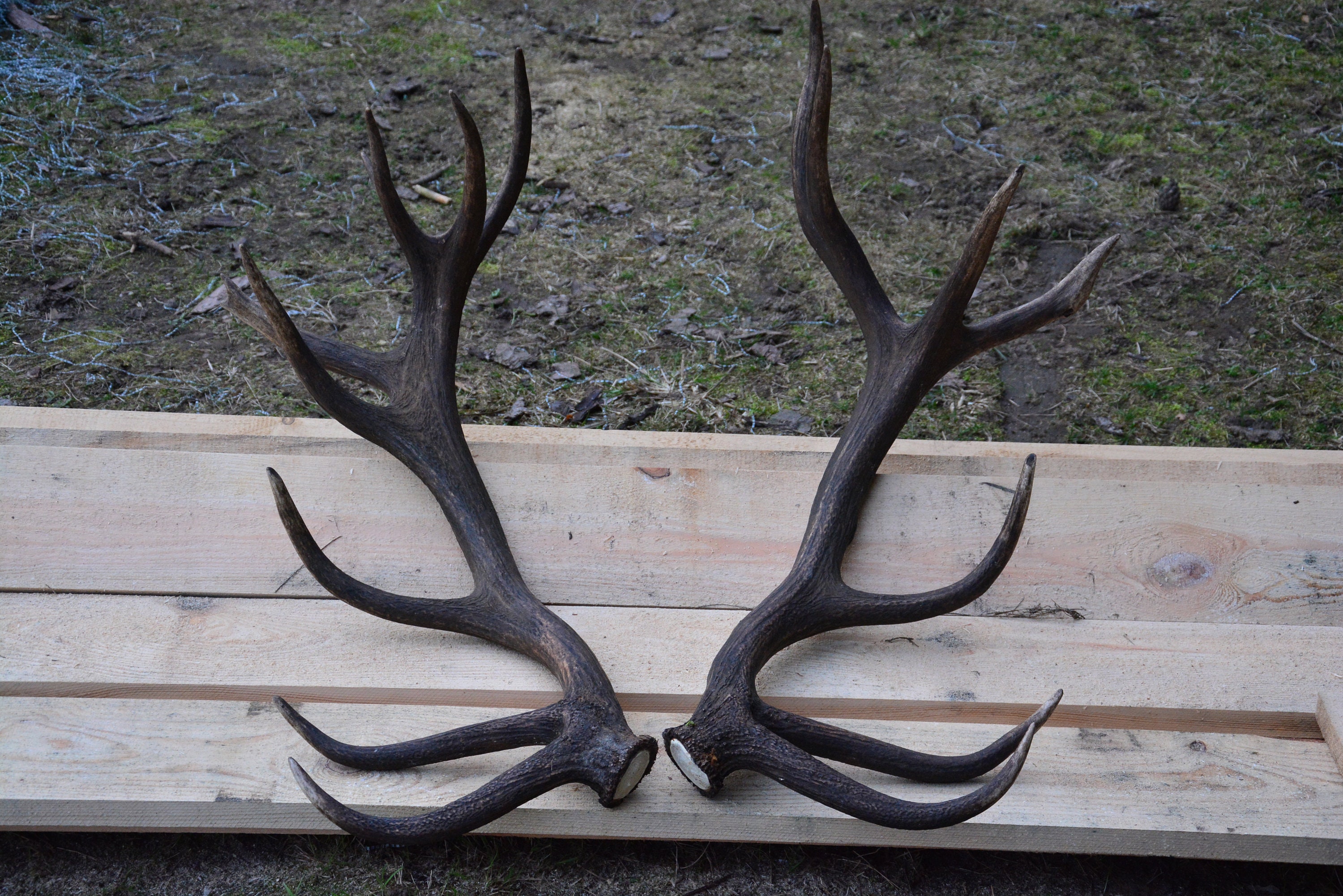 Red Deer Antlers: Natural Sheds, Black Monterous Bull, Home Decor