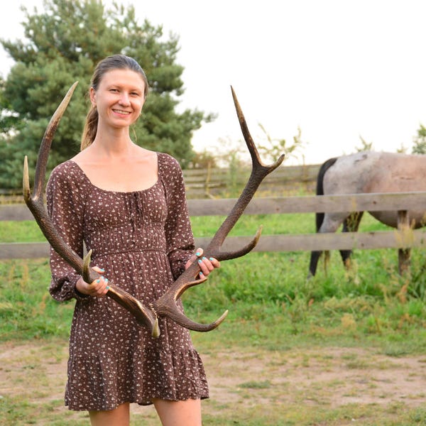 Natural Red Deer Antler Pair: Central Europe Forest Finds