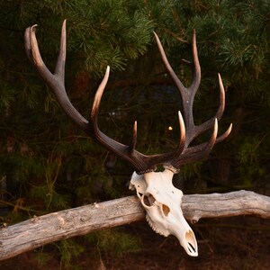 Real Carpathian Red Deer Skull with Antlers: Western Decor