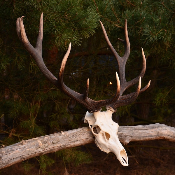 Real Carpathian Red Deer Skull with Antlers: Western Decor